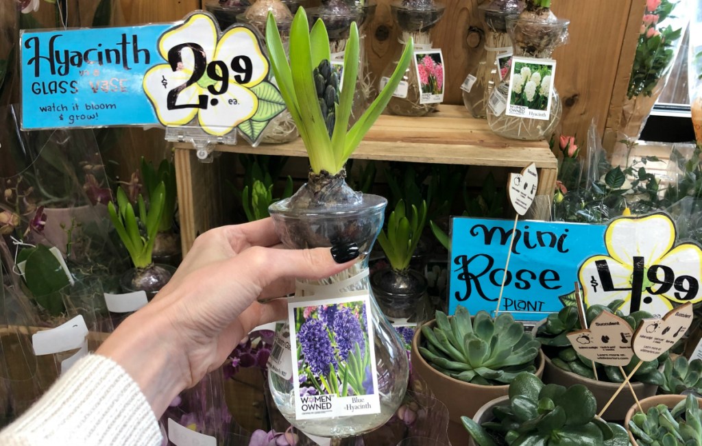 person holding Hyacinth bulb in glass vase at Trader Joe's