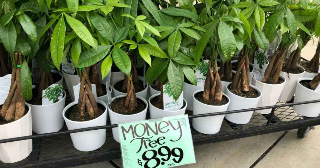 Money Tree at Trader Joe's