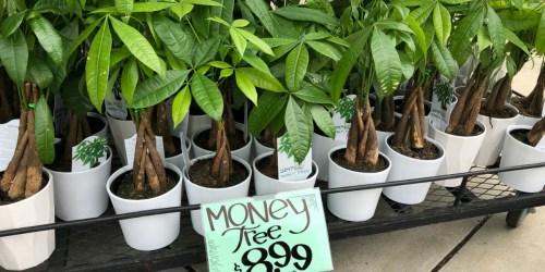 Save Some Green: Trader Joe’s Money Tree Deal