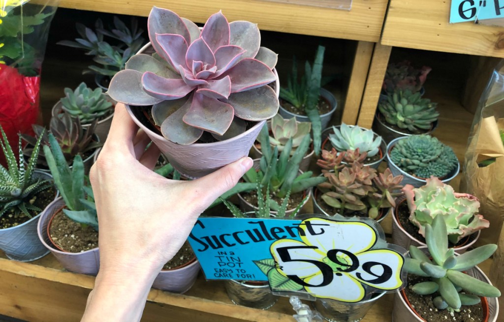 person holding succulent plant in pot