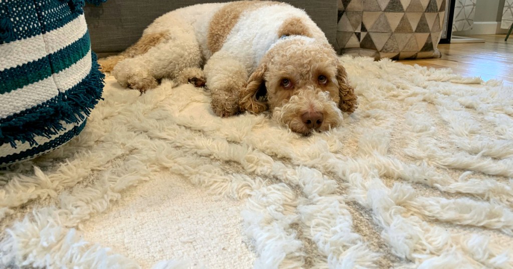 Yoli laying on cream rug