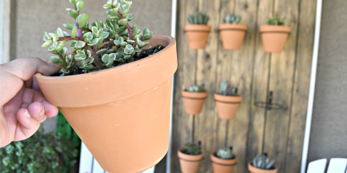 Build This Gorgeous DIY Hanging Succulent Wall for Your Patio