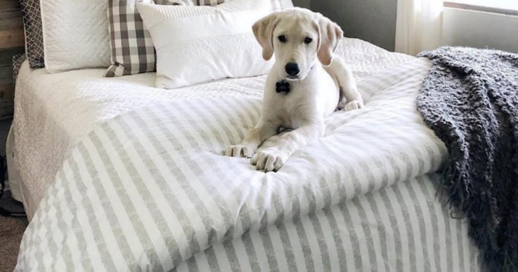 dog sitting on bed on top of striped duvet cover 