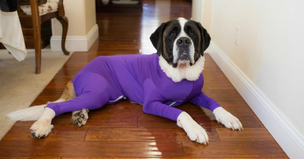 Dog Onesie = The Best Shedding Solution (No More Hair Everywhere!)