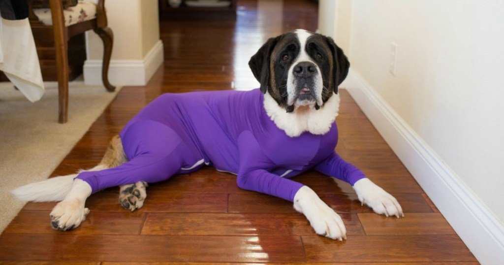 dog with purple shed defender onesie on 