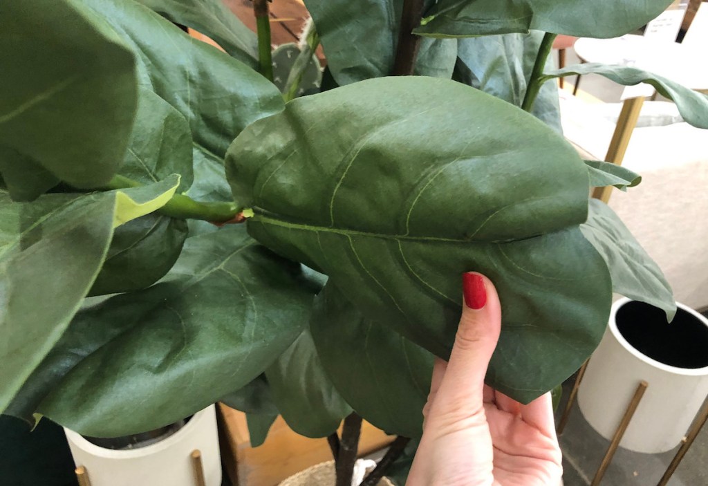 hand holding a green fiddle leaf fig tree leaf