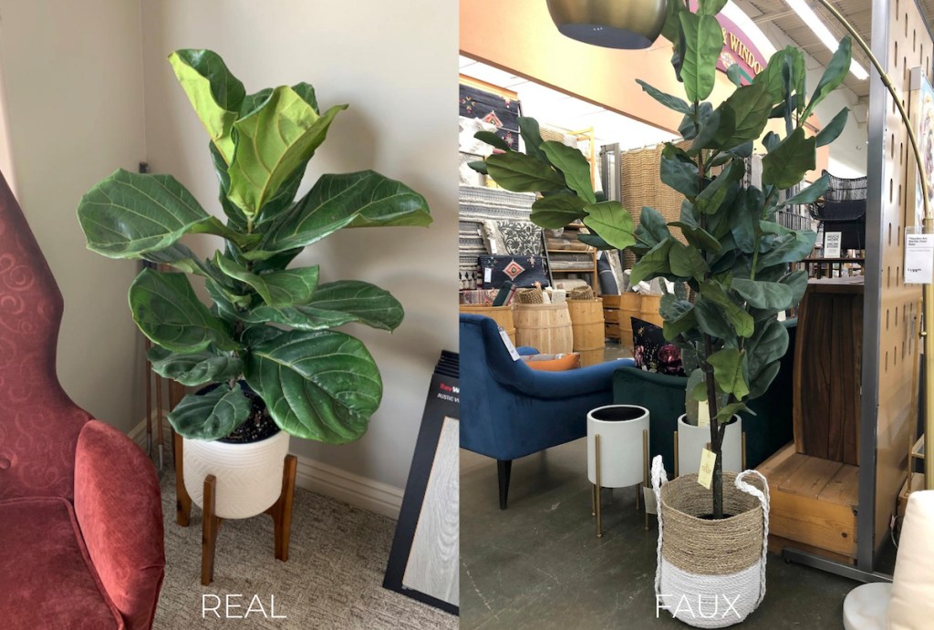 two fiddle leaf fig trees in planter and basket