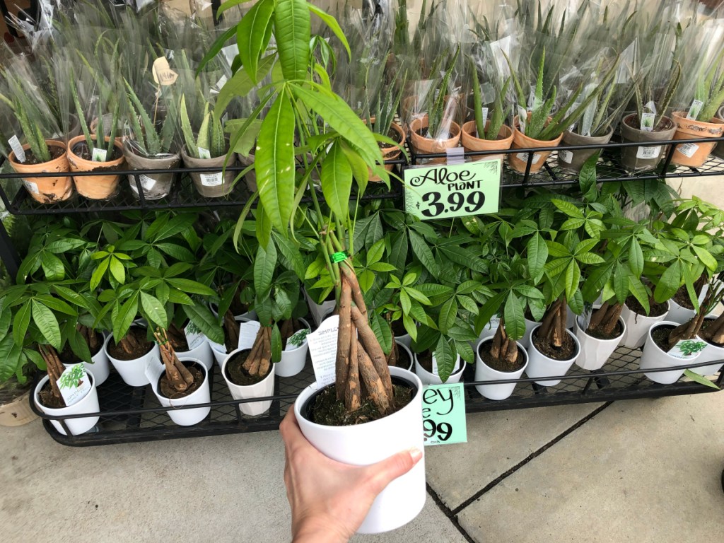 hand holding Money Tree plant at Trader Joe's