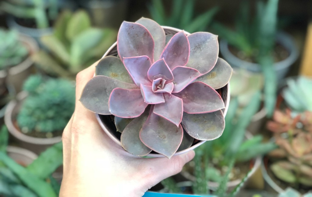 hand holding succulent at Trader Joe's