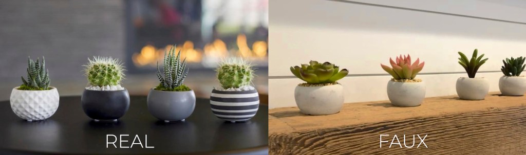 mini succulents in round planters 