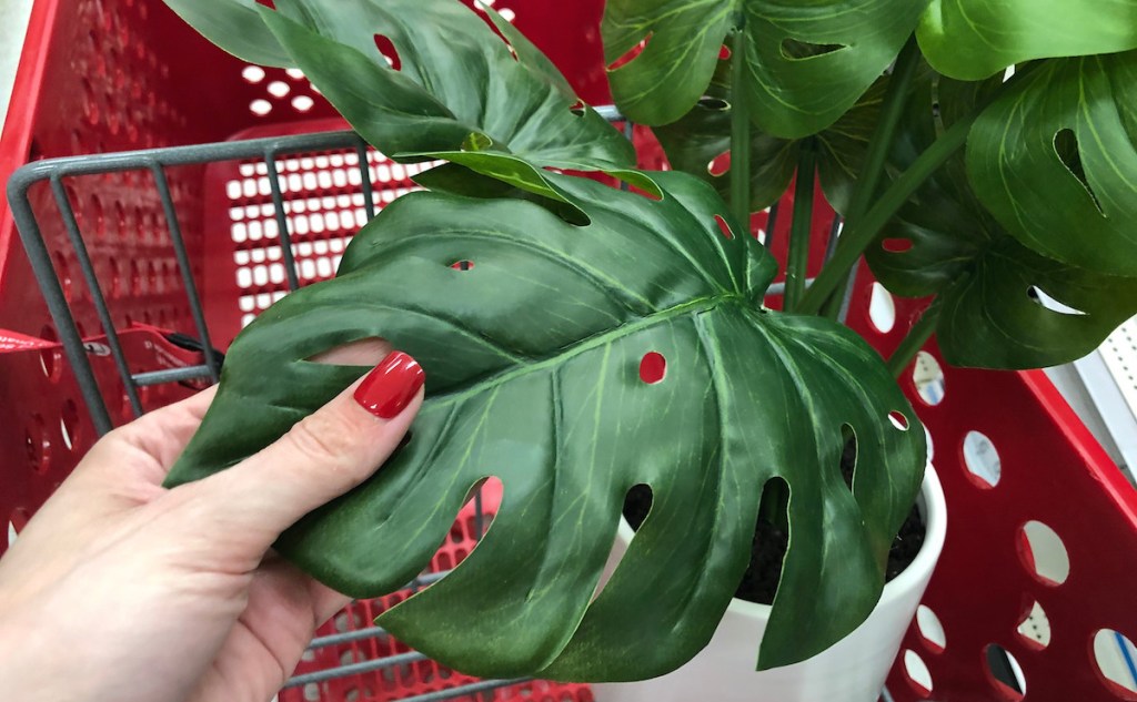 hand holding a green monstera leaf plant