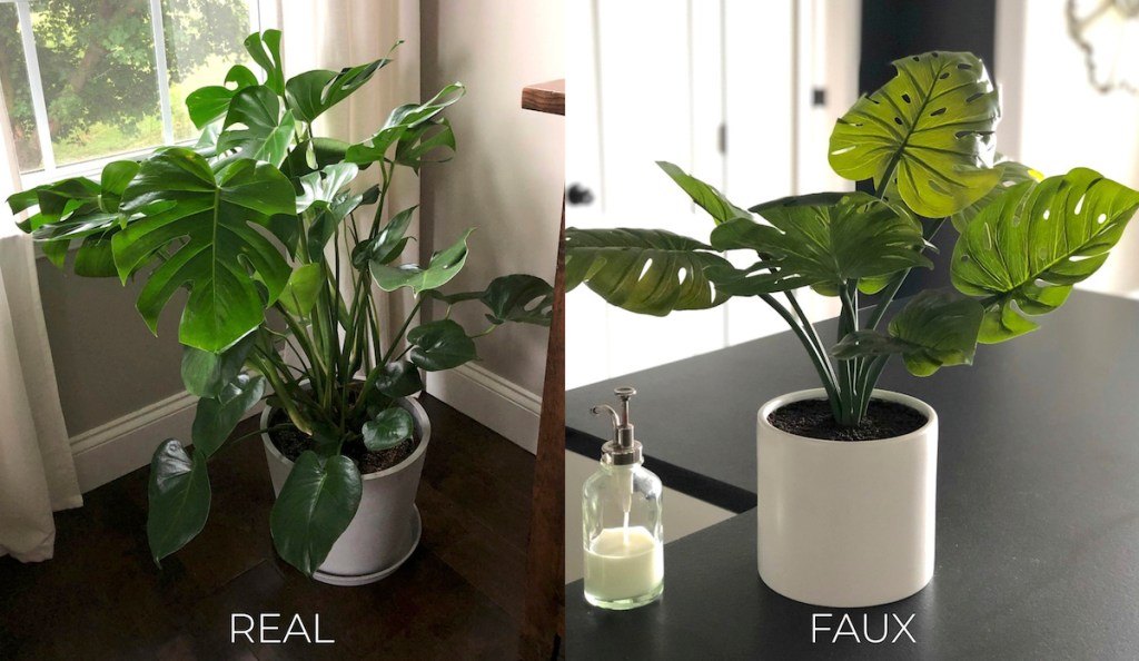 large and small planted monstera plants 