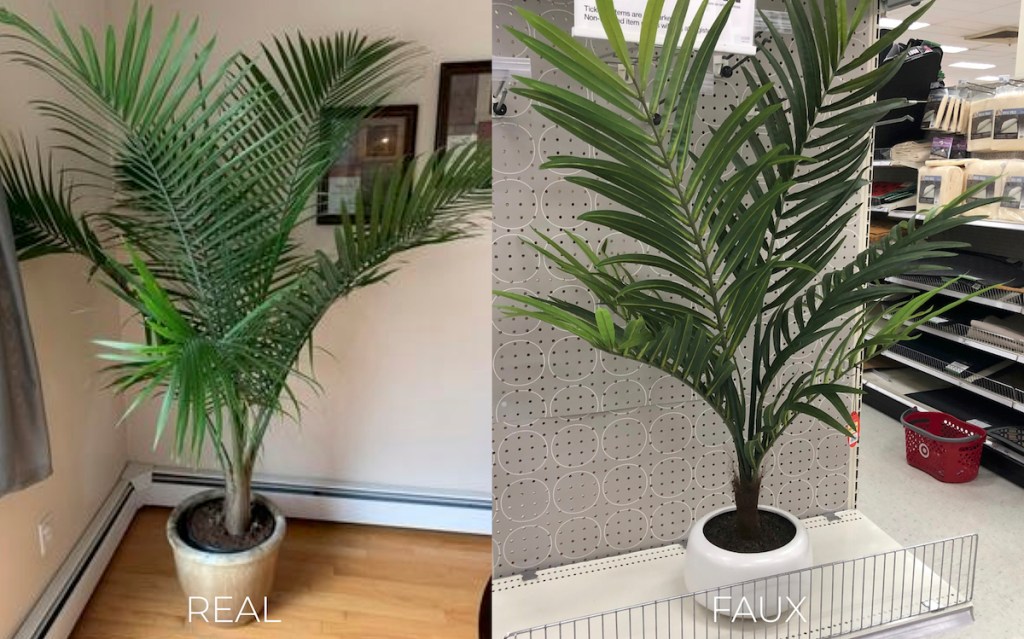 two large palm leaf plants side by side in white planters