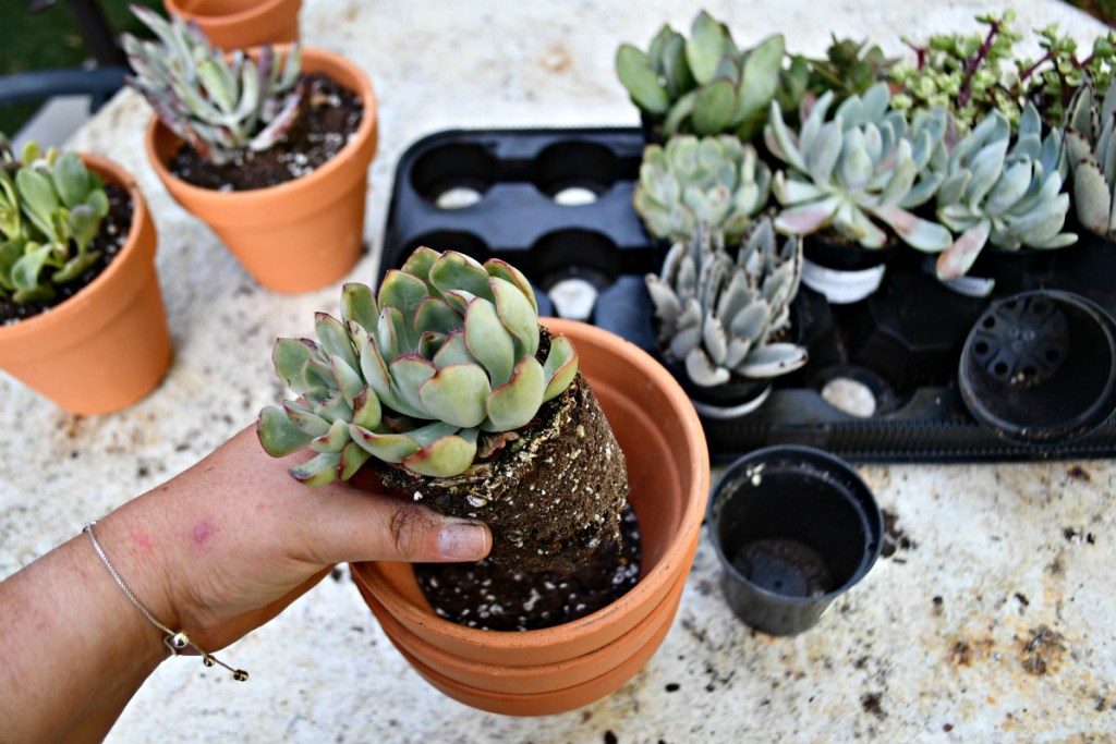 planting succulents in 6 inch pots