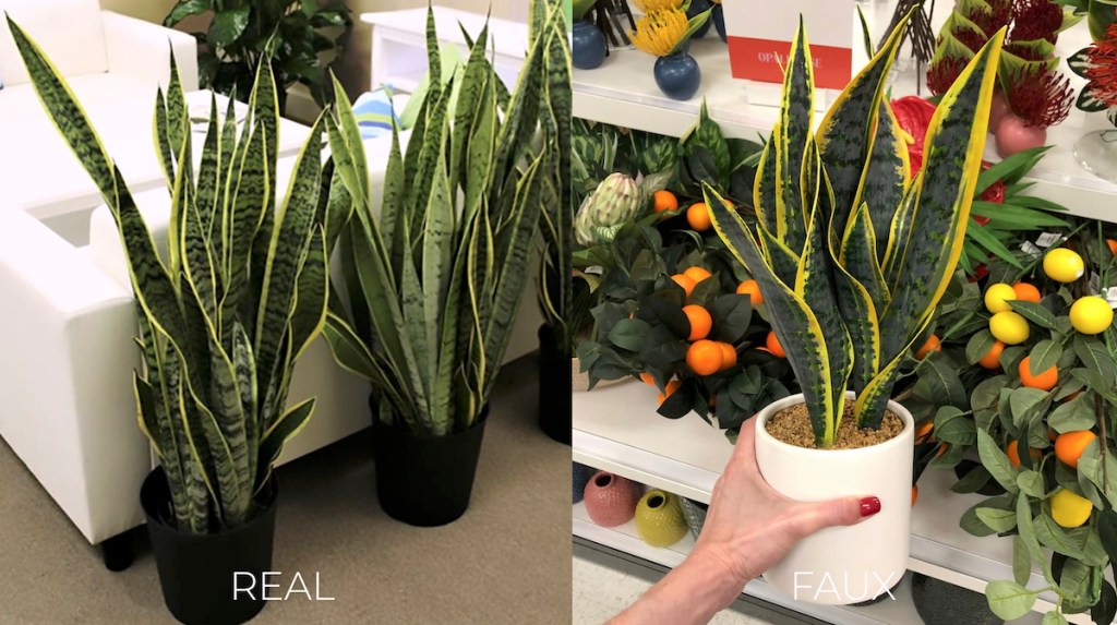 real and faux snake plants in black and white planters