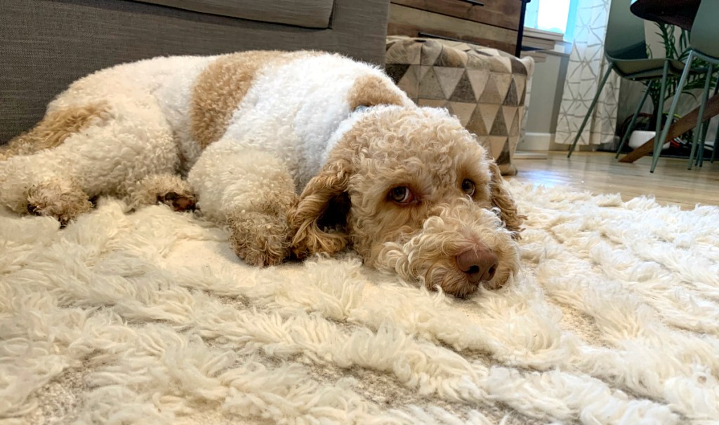 Yoli laying on carpet in home