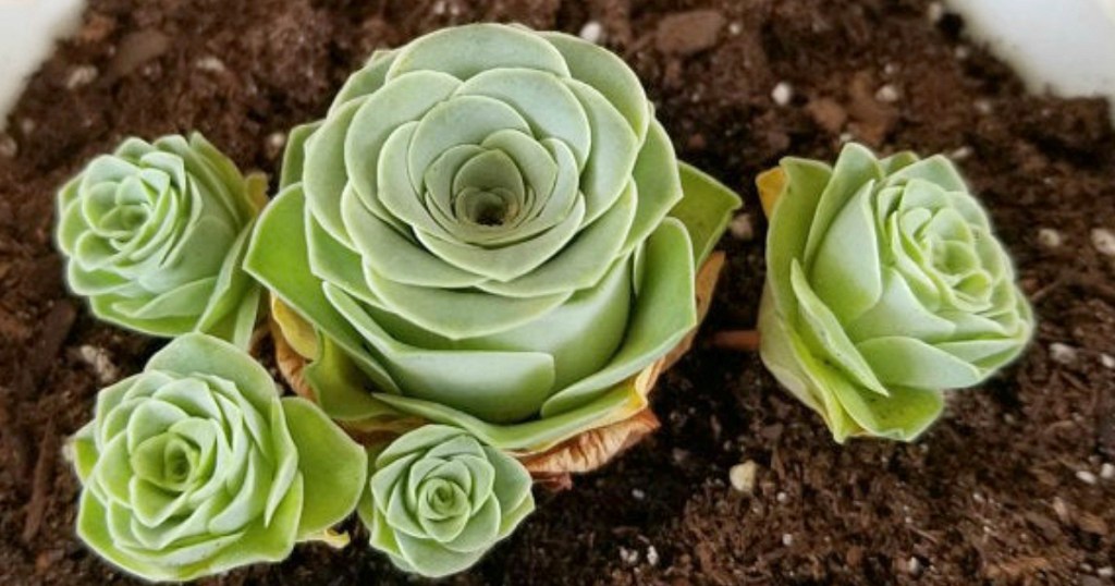 Greenovia dodrantalis Rose Succulents