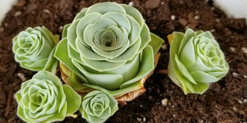 This Rare Succulent is a Houseplant That Will Outlast Traditional Roses