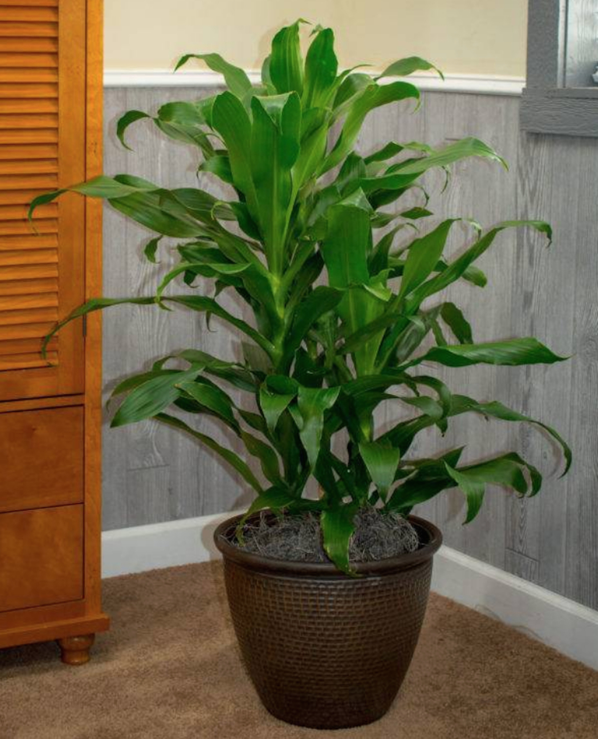 green Dracaena Michiko leaf plant sitting in corner of room