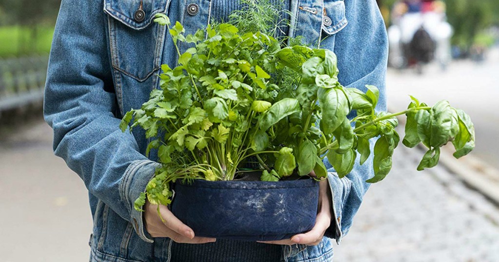 person holding Seedsheet Gardening Kit