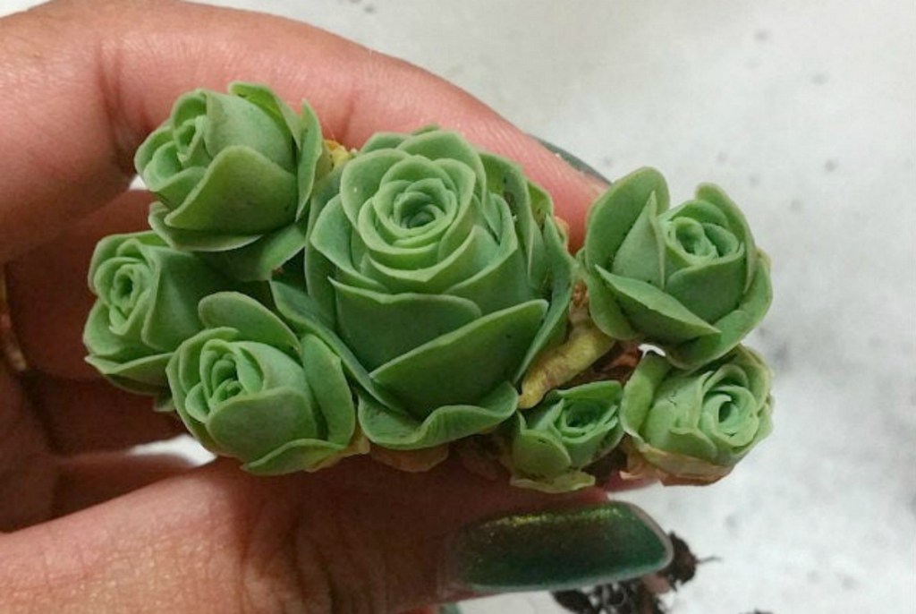 hand holding rose succulent clippings
