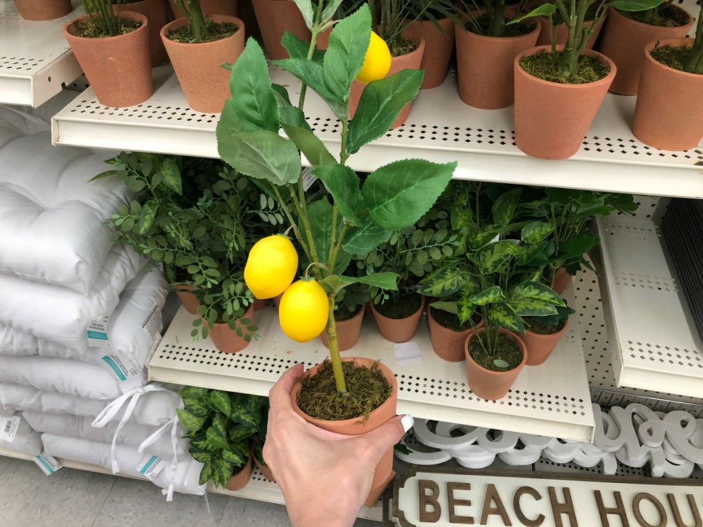mini lemon tree at Michaels