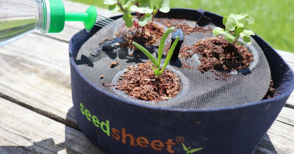 seedsheet container being watered