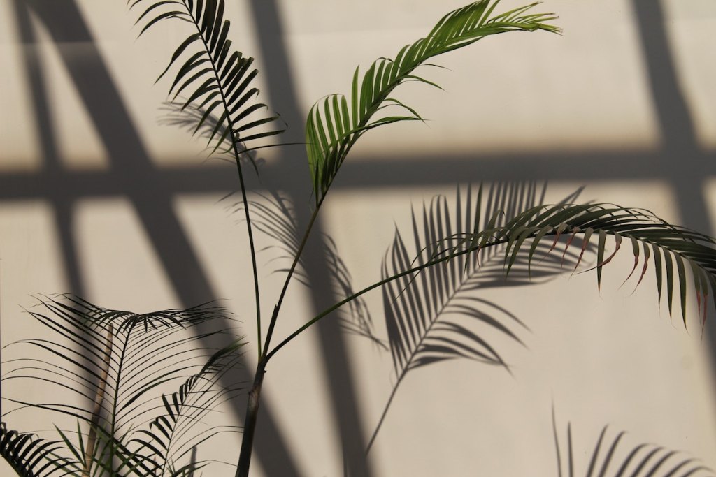 shadows of palm leaf plants 