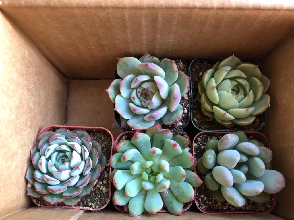 succulents in box