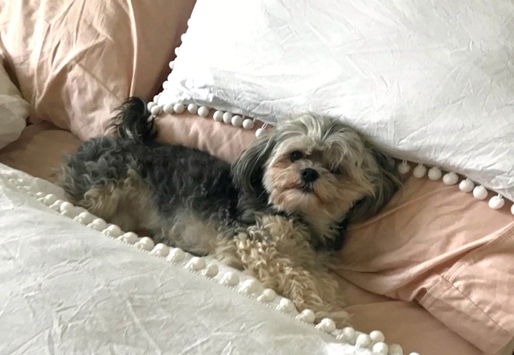 dog laying on bed