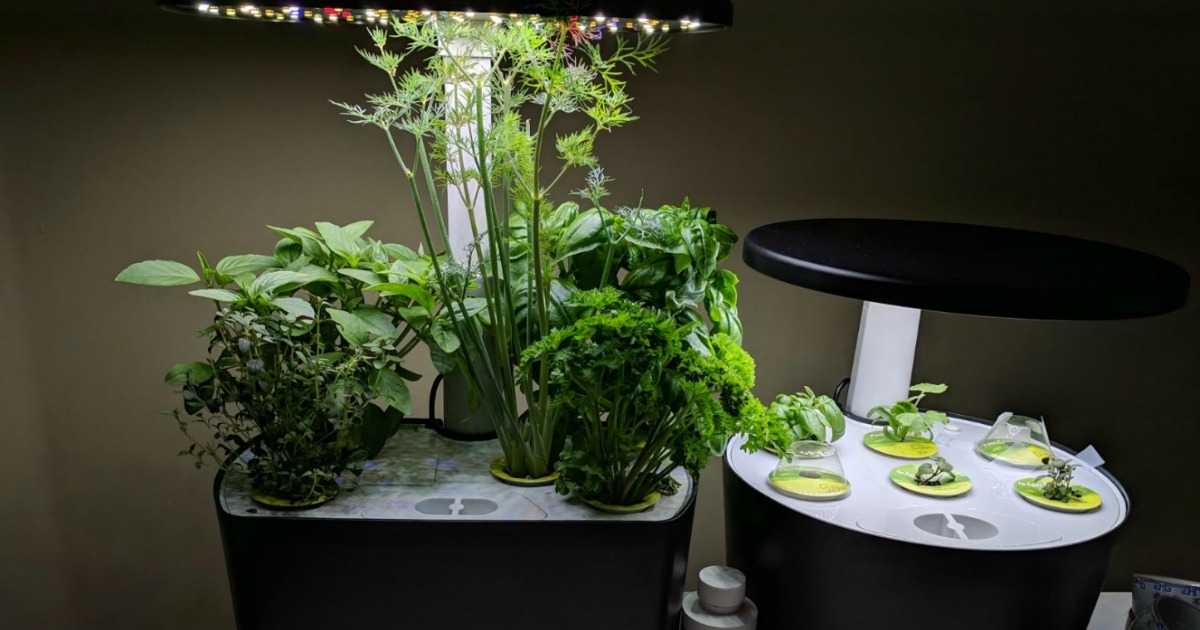 Aerogarden plants 