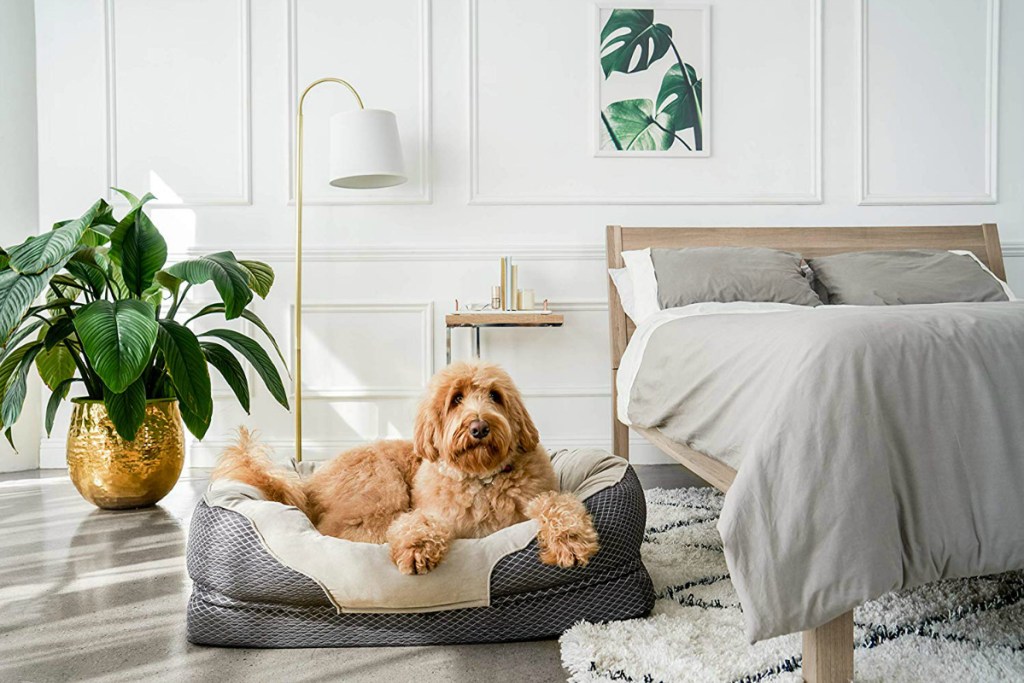 brown dog laying in dog bed