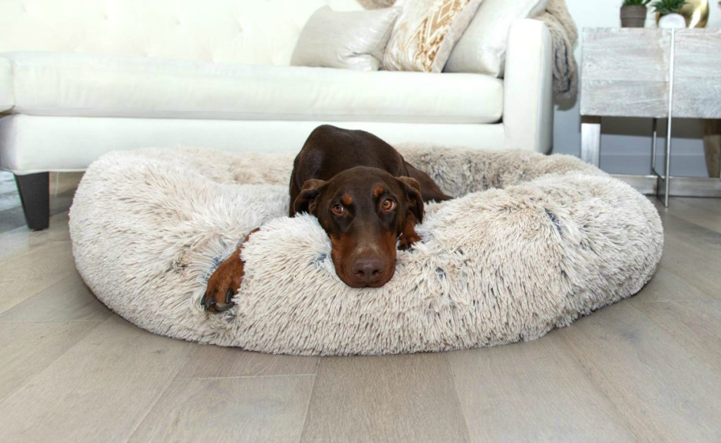 dog laying on dog bed