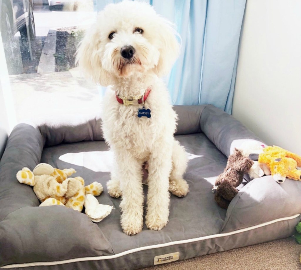 white dog on bed with toys