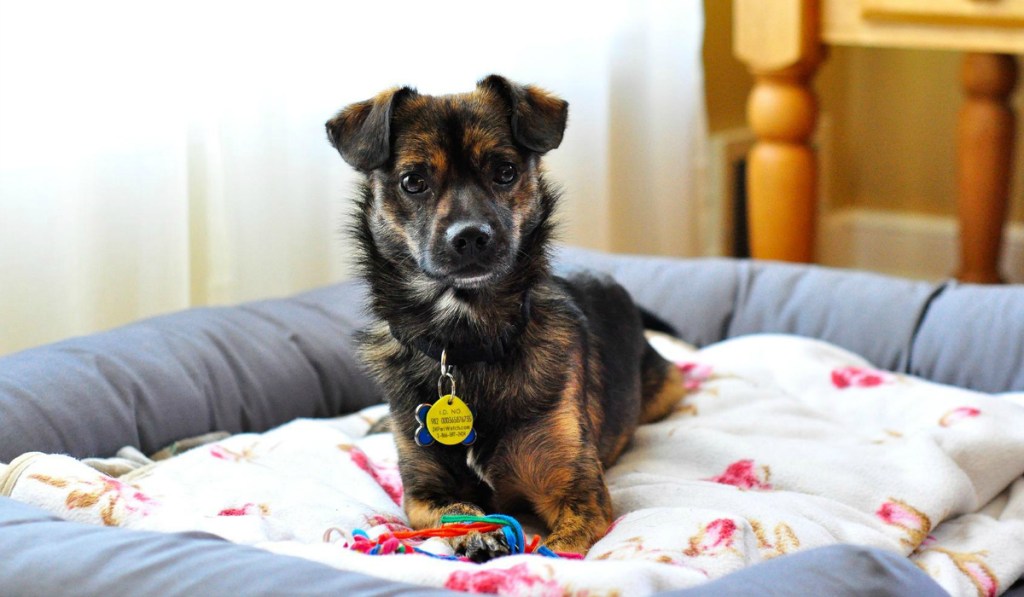 small dog on PetFusion Ultimate Dog Bed