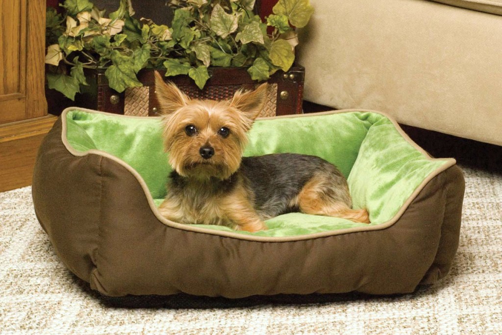 small dog laying in dog bed