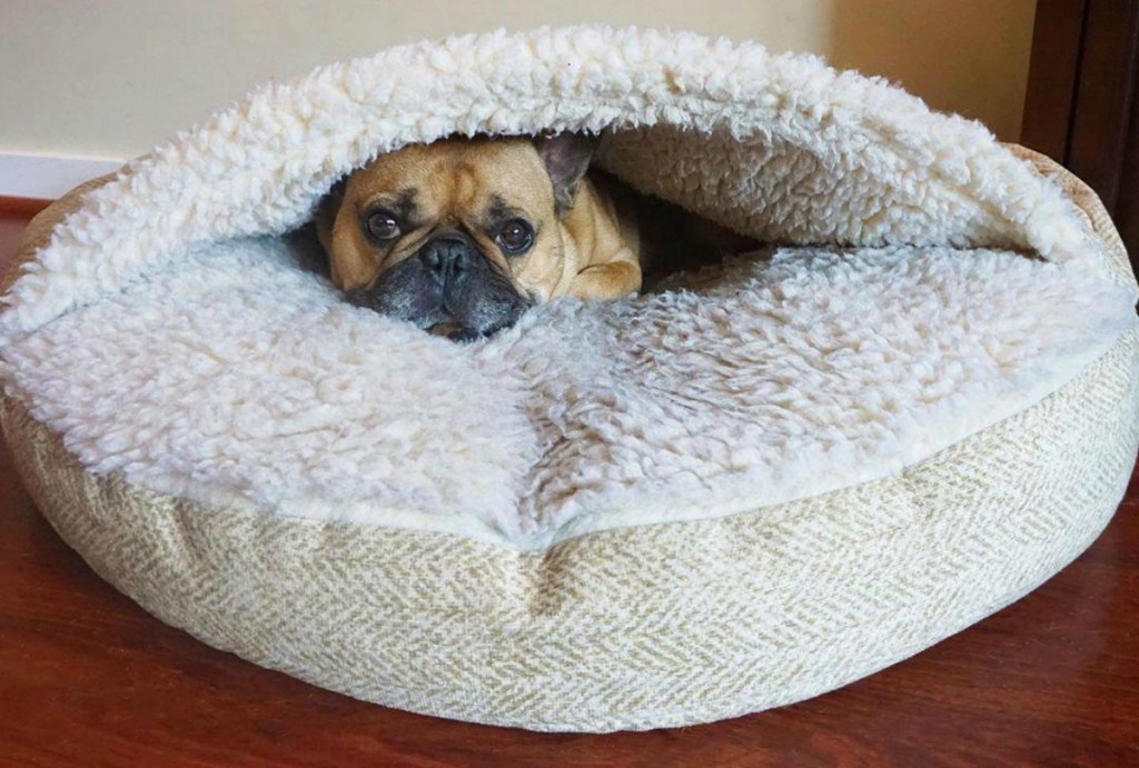 dog laying on Snoozer Luxury Cozy Cave Dog Bed