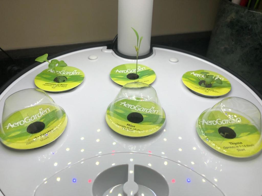 close up of Aerogarden pods with plants sprouting 