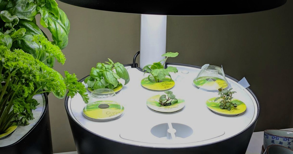 Aerogarden plants sprouting 